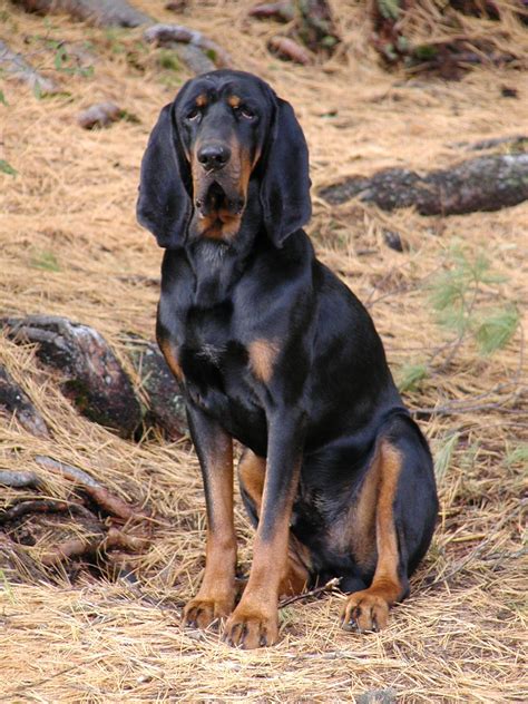 black and tan coonhound temperament.